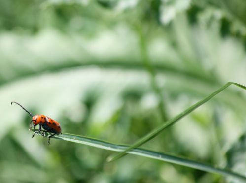 Milkweed Borer Milkweed Borer