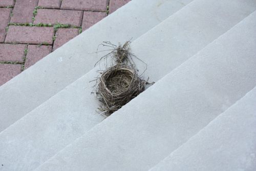 Robin's nest Robin's nest