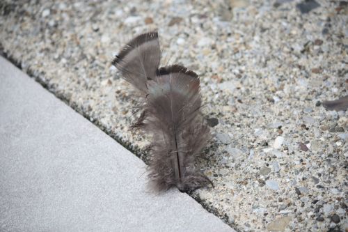 Turkey feathers Turkey feathers
