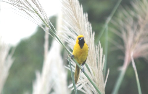 yellow-tailed oriole yellow-tailed oriole