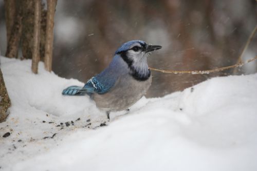 Blue Jay