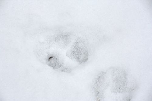 pawprints
