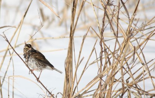 Savannah Sparrow