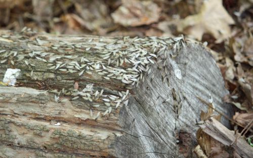 Termite swarm