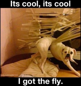 I Got the Fly