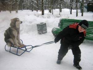 Husky On Sled