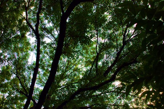 shade3