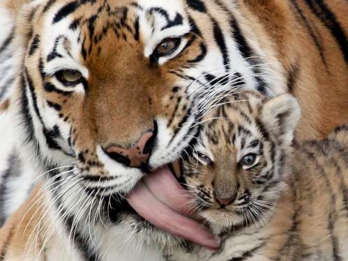 My daughter's eyelashes, the tiger's tongue, and other grooming devices -Dr. David Hu, Georgia Institute of Technology – Biomimicry Alberta