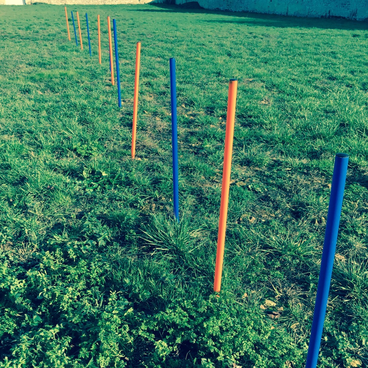 weave poles