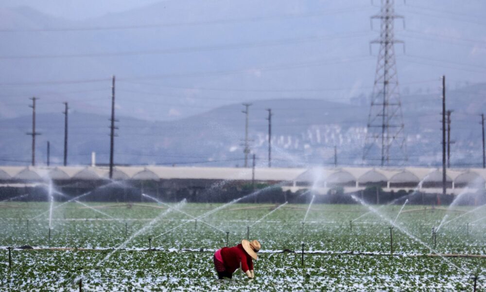 A farmworker labors in a strawberry field as irrigation systems spray water around them in Ventura, CA. Drought conditions are visible in the background.