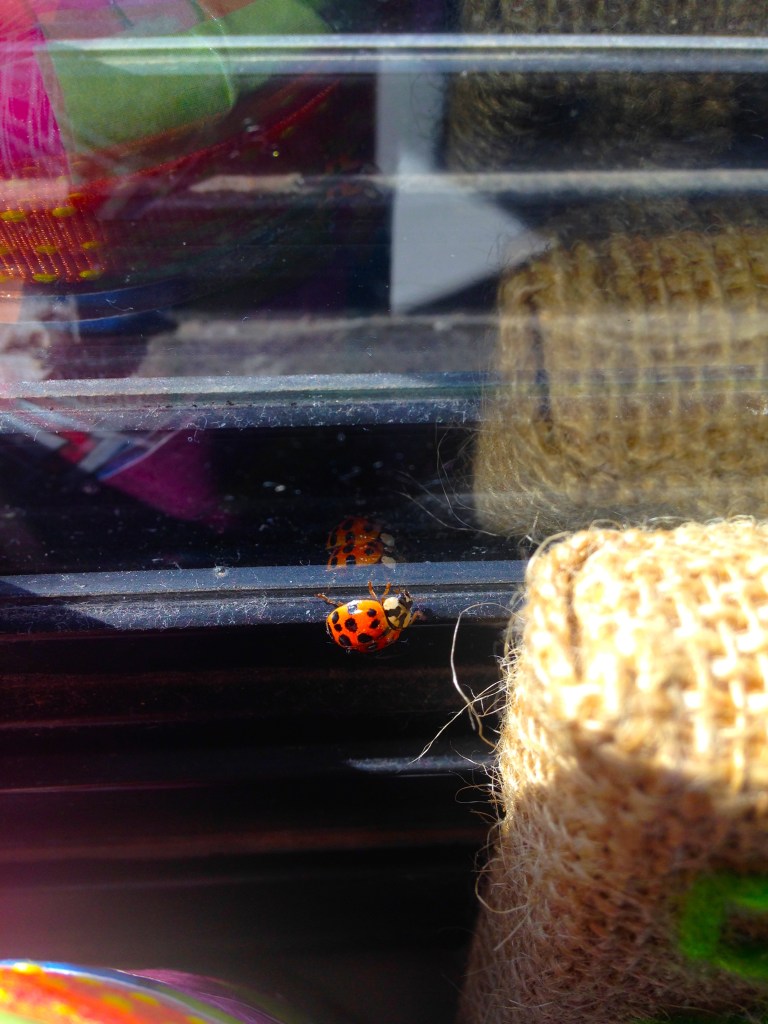 Ladybug and I