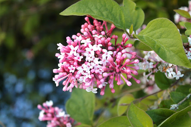 pink flowers pink flowers