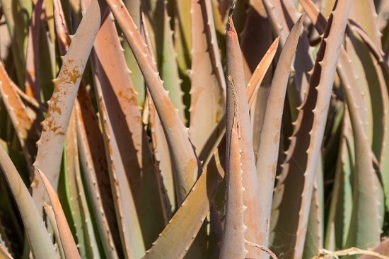 Planta Aloe vera Aloe vera