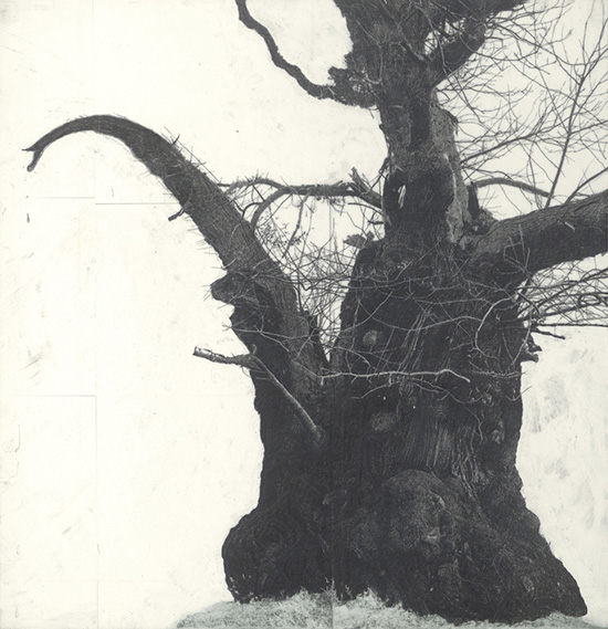 Patrick van Caeckenbergh - Drawing of old trees on wintry days during 2007-2014 Patrick van Caeckenbergh, contemporary drawing