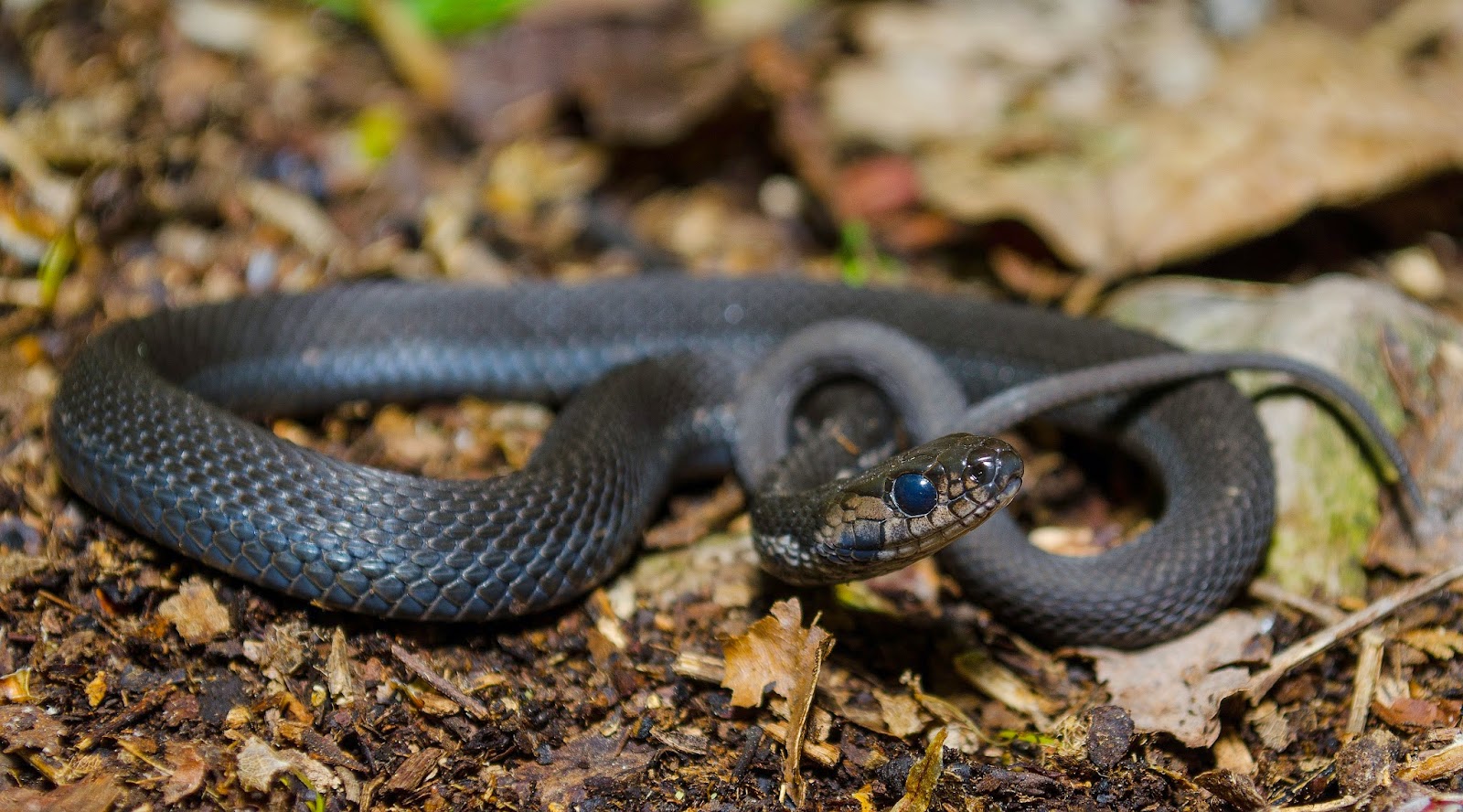 Melanistic Eastern Garter Snake Ohio Melanistic Eastern Garter Snake Ohio