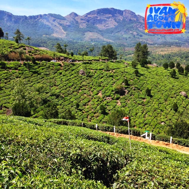 Tea plantations in Munnar, Kerala, India Tea plantations in Munnar, Kerala, India