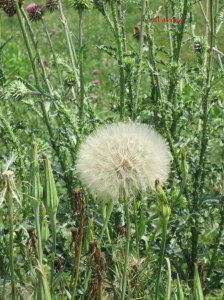 dandelion_avery