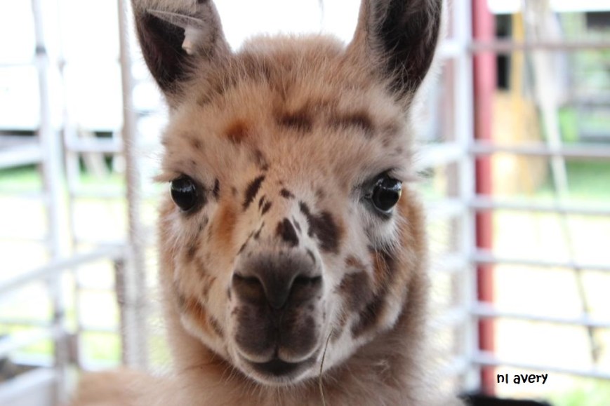 llama small signed