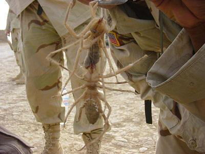 camel_spider_sm.jpg