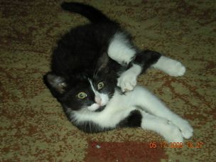 sylvester9