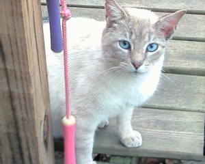 silver and jump ropes
