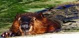 th_Beaver