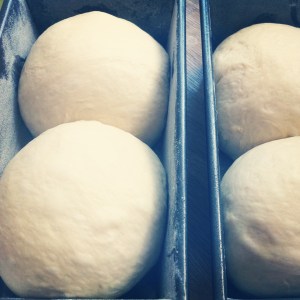 Milk loaves proving