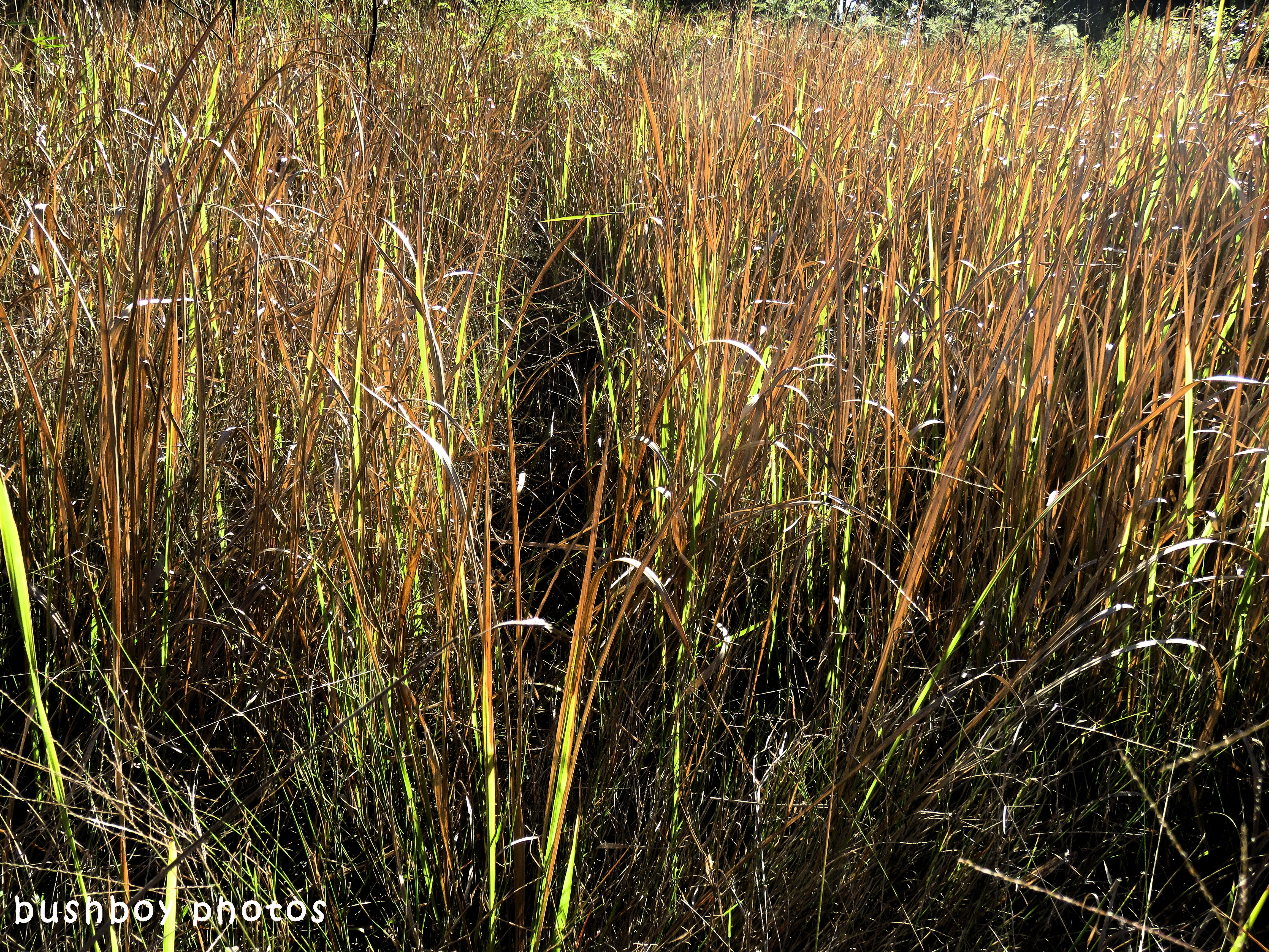 180630_blog challenge_which way_track_blady grass