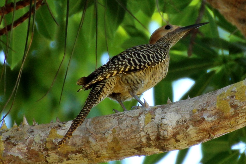 The Fernandina Flicker was seen only in one area in mature trees of a palm savanna.