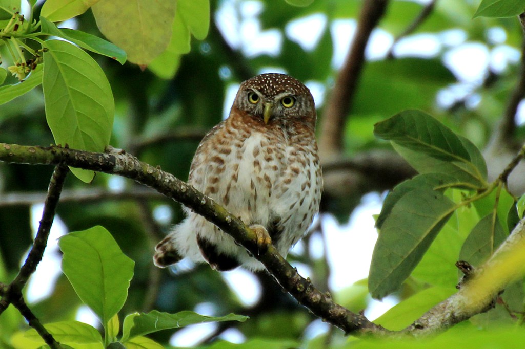 Cuban Pygmy Owls were not the least bit shy about being photographed.