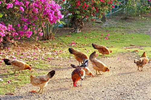 A Red Junglefowl rooster and his domestic hens search driveway gravel for seeds.