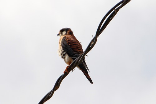 The smallest and most common falcon can be prey for other, larger raptors, especially sitting exposed on a bare branch or wire.