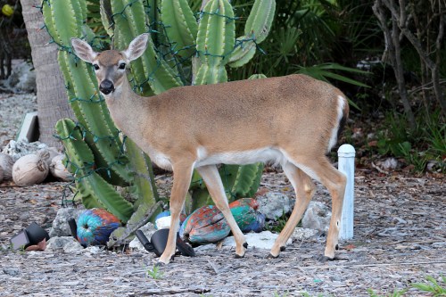 Full-grown Key Deer are about the size of a 6 month old White-tailed fawn. Photograph taken on Big Pine key, near Marathon, FL.