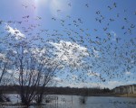 snow-geese-lift-off