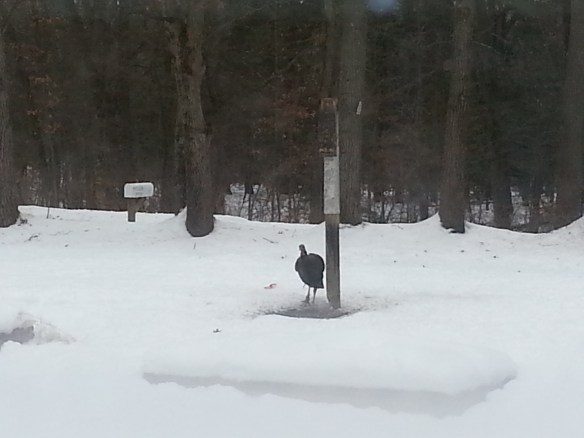wpid-20131229_144033.jpg