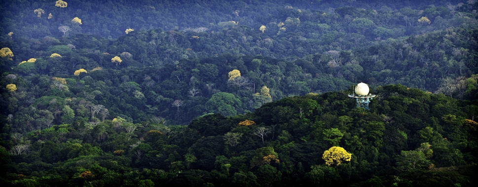 The World and I: A Tower in the Treetops