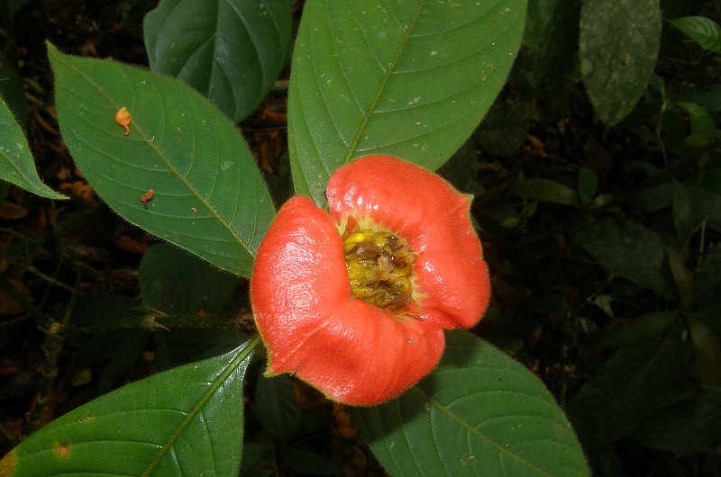Hot Lips Psychotria poeppigiana