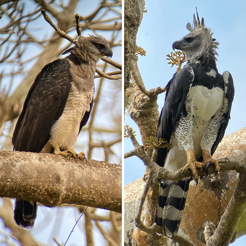 The Eagles of the Canopy Camp, Darién