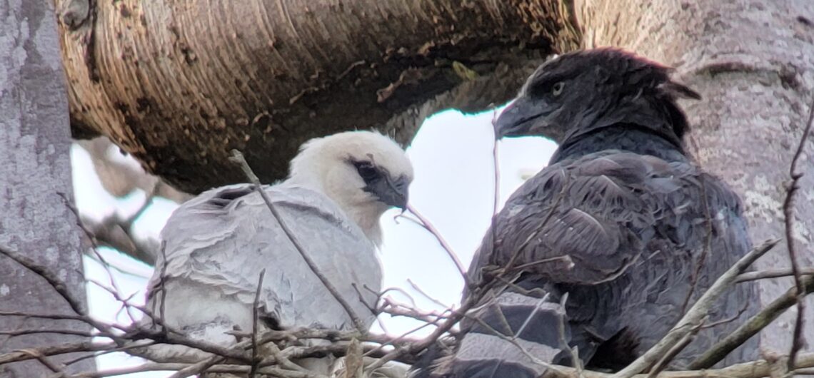Crested Eagle