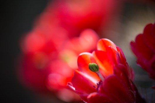 _48A7857.jpg