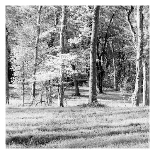 Dogwood and Forest 4
