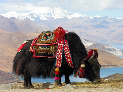 Image result for christmas yak