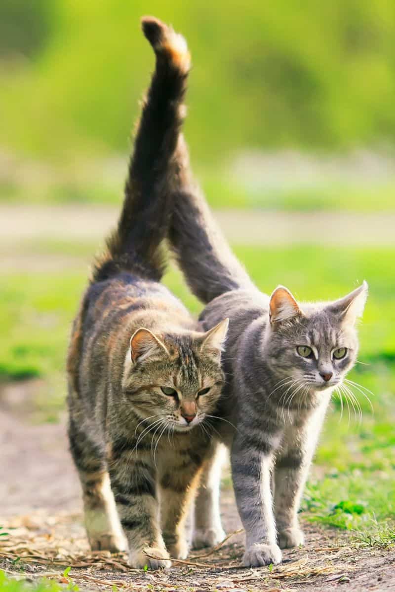 How Cats Show Affection Through Their Tails - Cat Explore