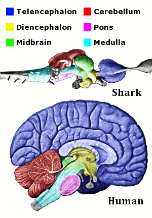 Vertebrate-brain-regions_small--WikiPD