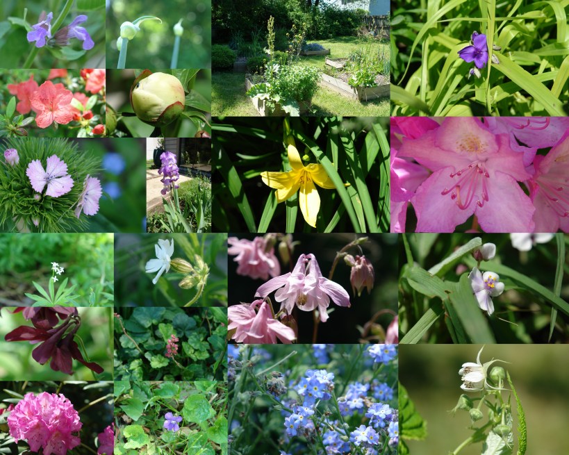 May Garden Lots of Flowers in My Garden