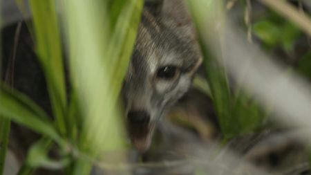 A photo of a Cozumel fox partially obscured by foliage.