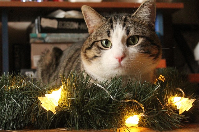 Free Cat Pet photo and picture