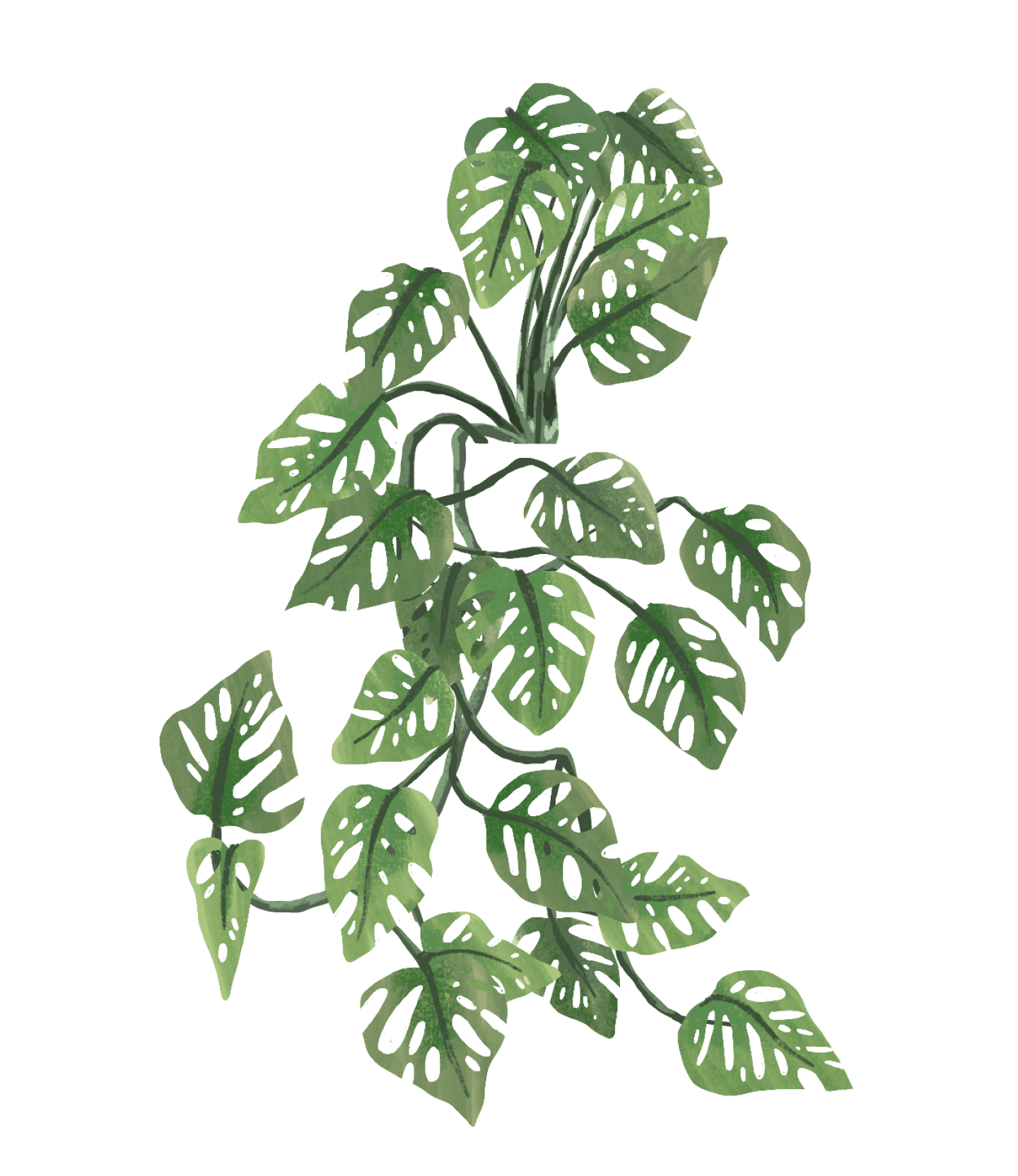 monstera adansonii