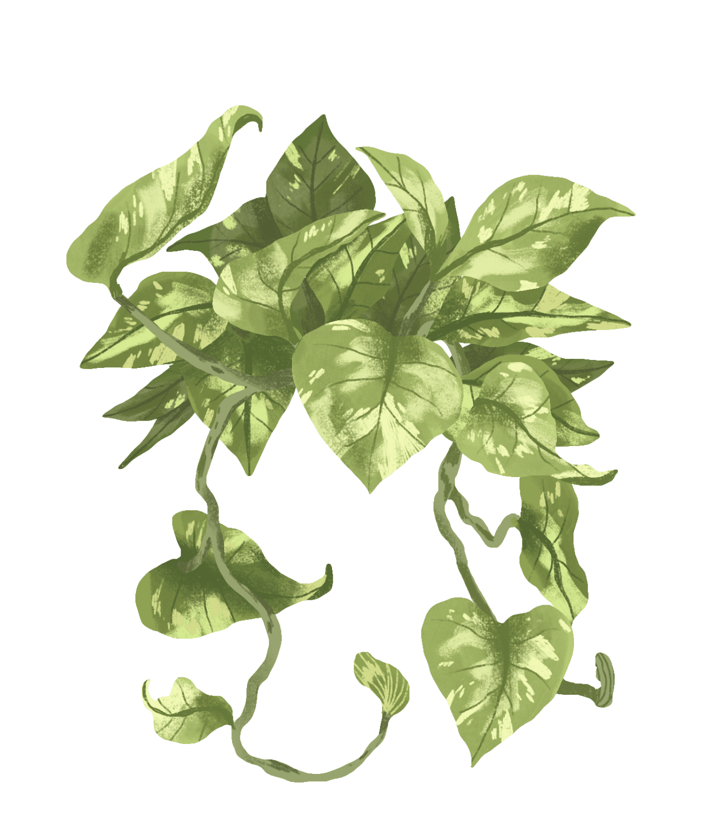 golden pothos