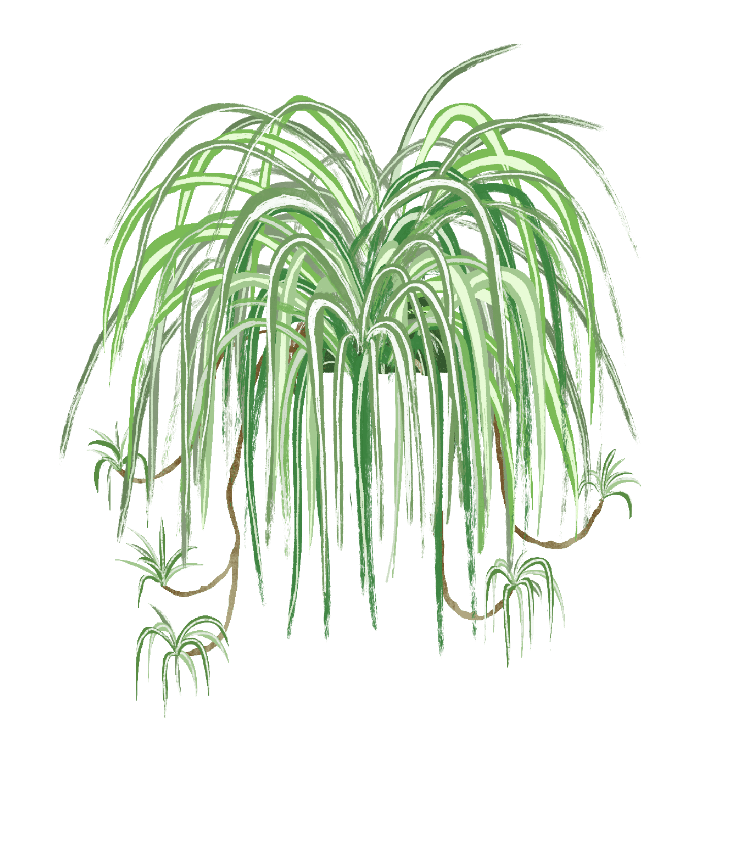 spider plant
